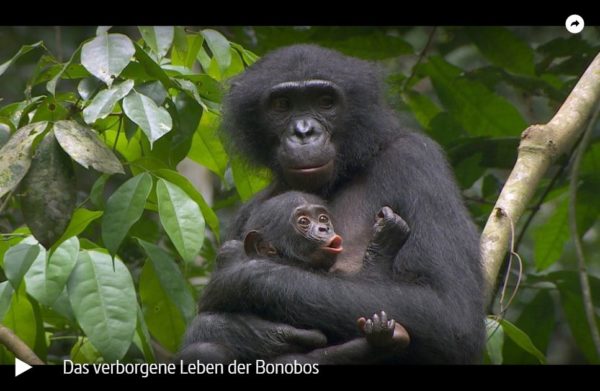 ARTE-Doku: Das verborgene Leben der Bonobos
