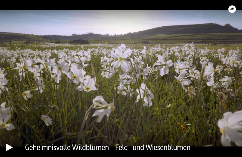 ARTE-Doku: Geheimnisvolle Wildblumen - Feld- und Wiesenblumen