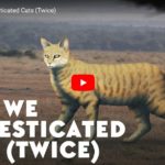 PBS-Kurzdoku: How We Domesticated Cats (Twice)