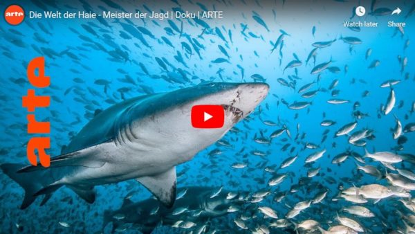 ARTE-Doku: Die Welt der Haie - Meister der Jagd