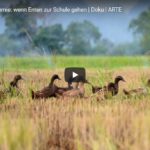 ARTE-Doku: Die Enten Akademie - Wenn Enten zur Schule gehen