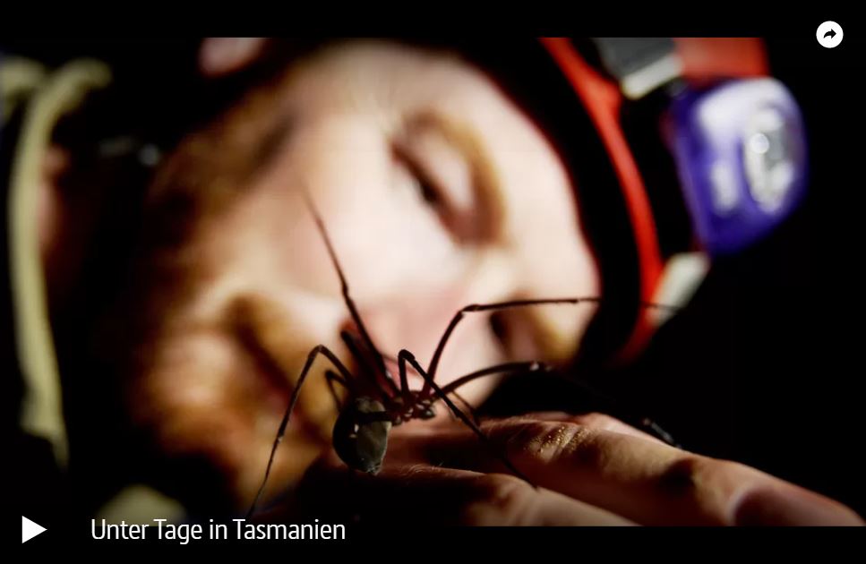 ARTE-Doku: Prähistorische Riesenspinnen - Unter Tage in Tasmanien