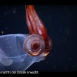 ARTE-Doku: Wenn nachts der Ozean erwacht