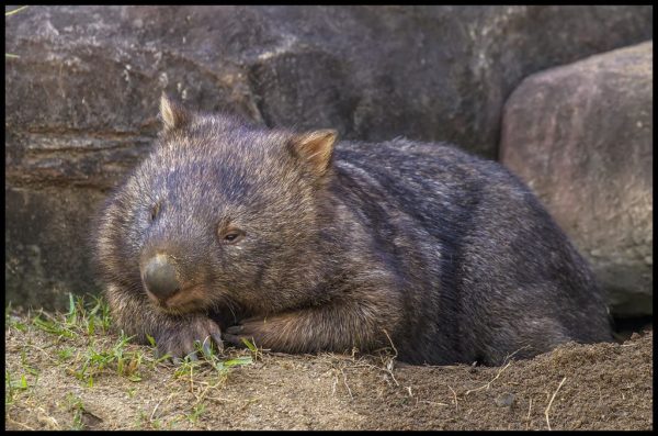 ARTE-Doku: Australien - Im Land der Wombats