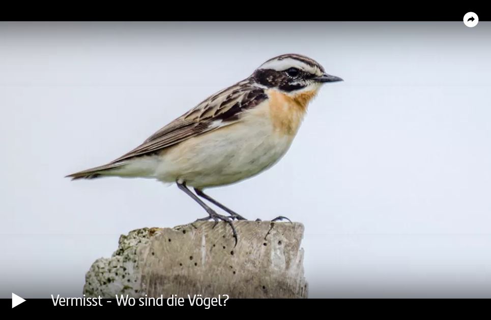 ARTE-Doku: Vermisst - Wo sind die Vögel?