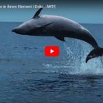 ARTE-Doku: Wale und Delfine in ihrem Element