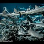 ARTE-Doku: 700 Haie in der Nacht