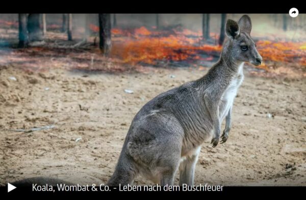ARTE-Doku: Koala, Wombat & Co. - Leben nach dem Buschfeuer