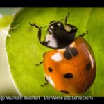 ARTE-Doku: Winzige Wunder, Insekten - Die Wiese des Schreckens
