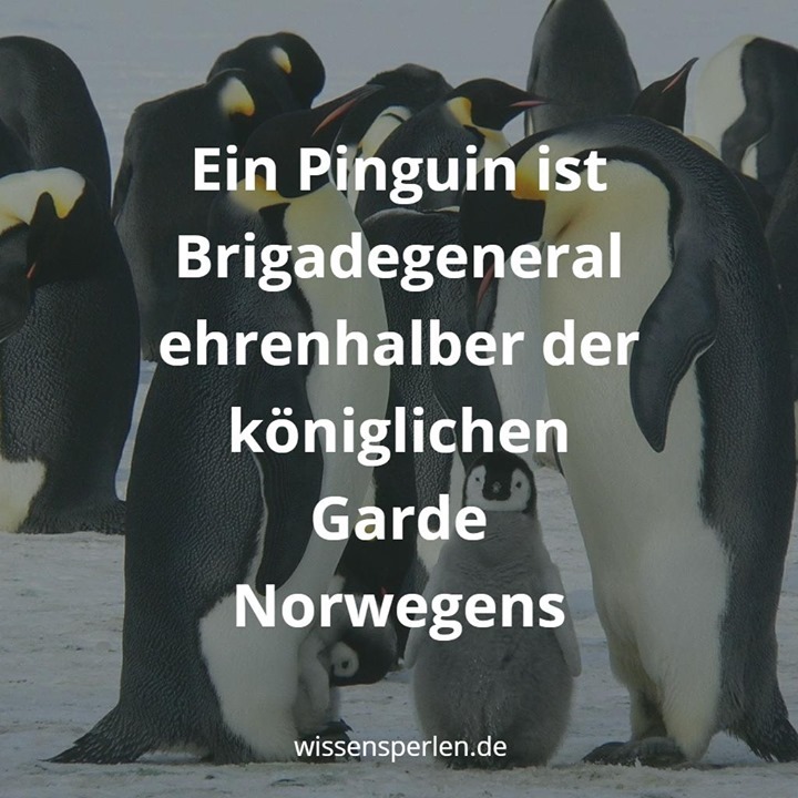 Ein Pinguin ist Brigadegeneral ehrenhalber der königlichen Garde Norwegens