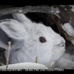 ARTE-Doku: Hasen und Kaninchen - Dickes Fell und flotte Pfoten