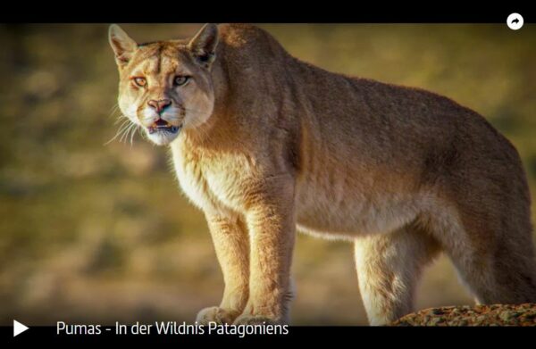 ARTE-Doku: Pumas - In der Wildnis Patagoniens