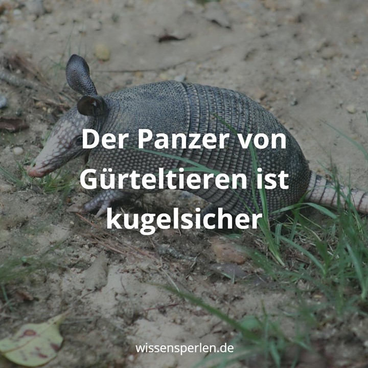 Der Panzer von Gürteltieren ist kugelsicher