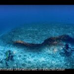 ARTE-Doku: Geheimnisvolle Unterwasserwelt im Indischen Ozean