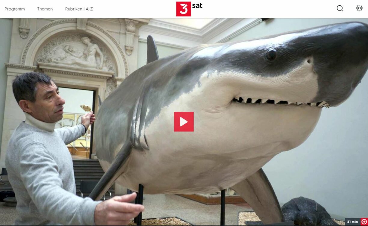 3sat-Doku: Die Jäger des Mittelmeeres - Haie vom Aussterben bedroht