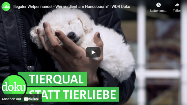 WDR-Doku: Illegaler Welpenhandel - Wer verdient am Hundeboom?