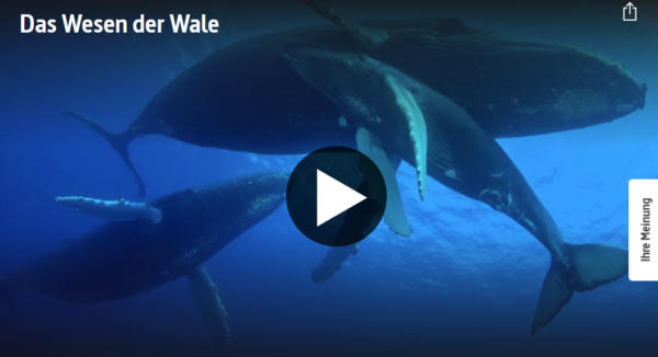 ARTE-Doku: Das Wesen der Wale