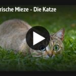 ARTE-Doku: Mörderische Mieze - Die Katze