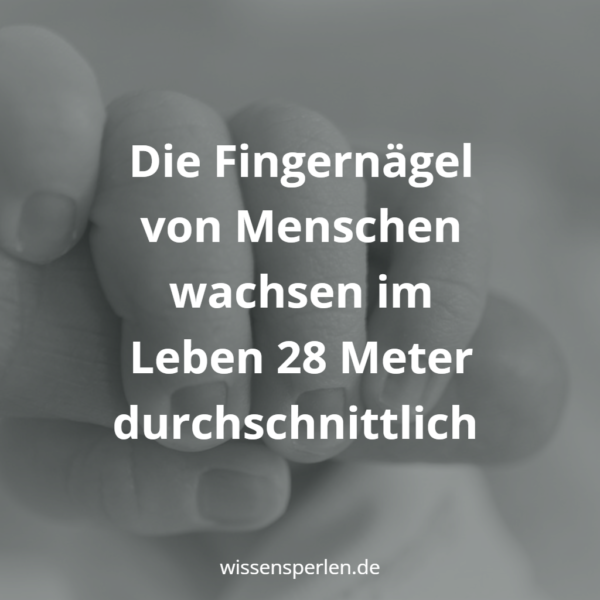 Die Fingernägel von Menschen wachsen im Leben 28 Meter durchschnittlich