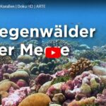 ARTE-Doku: Die Rettung der Korallen