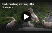 ARTE-Doku: Der Steinbock - Ein Leben lang am Hang