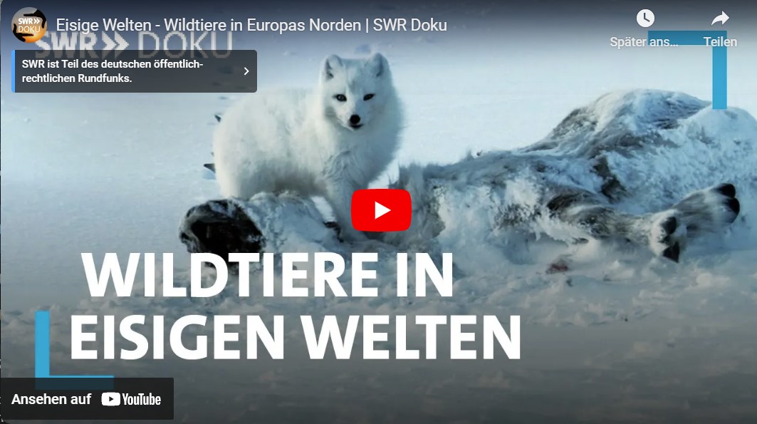 SWR-Doku: Eisige Welten - Wildtiere in Europas Norden