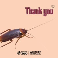Aktion zum Valentinstag vom Toronto Zoo: Kakerlake nach Ex-Partner*in benennen