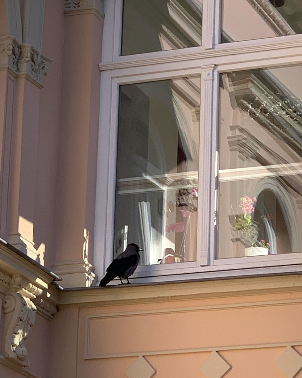 Wohnungen an der Ostsee sind heiß begehrt, selbst die Vögel schauen sich um. | #usedom #ahlbeck #fenster #fensterscheibe #kraehe