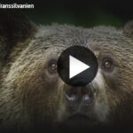 »Bärenalarm in Transsilvanien« – ARTE-Doku über das Gebiet mit der Anzahl an Bären in Europa