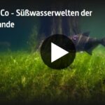 »Aal und Co« – ARTE-Doku über die Süßwasserwelten der Niederlande